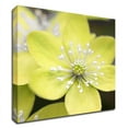 thumbnail image 1 of 24" x 24" Yellow Blossom by PhotoINC Studio - Wall Art Print on Canvas Fabric, 1 of 3