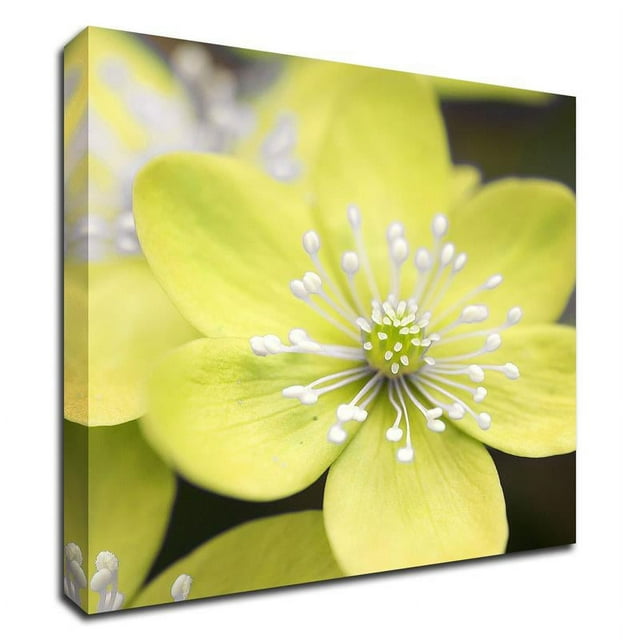 24" x 24" Yellow Blossom by PhotoINC Studio - Wall Art Print on Canvas Fabric