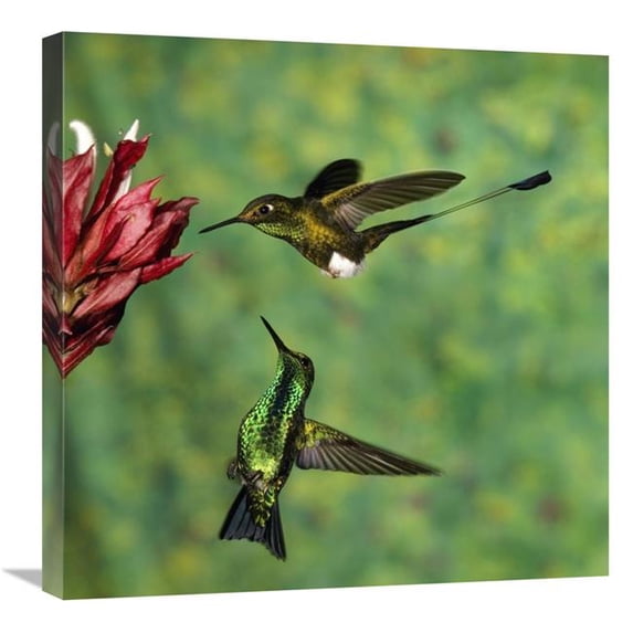 24 x 24 in. Booted Racket-Tail Hummingbird & Western Emerald Hummingbird, Ecuador Art Print - Tom Vezo