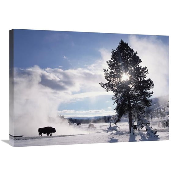 24 x 32 in. American Bison in Winter, Yellowstone National Park, Wyoming Art Print - Tim Fitzharris