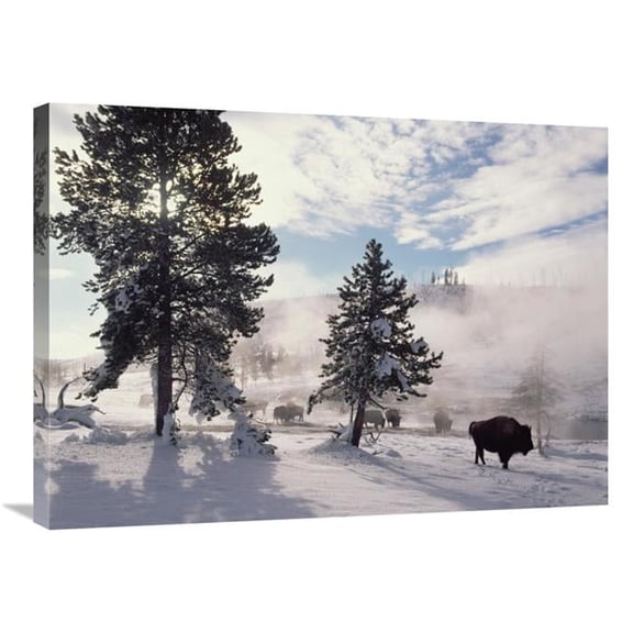 24 x 32 in. American Bison in Winter, Yellowstone National Park, Wyoming Art Print - Tim Fitzharris