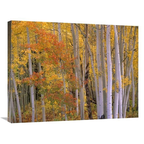 24 x 32 in. Aspens at Independence Pass, Colorado Art Print - Tim Fitzharris