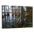 thumbnail image 1 of 24 x 32 in. Bald Cypress at Upper Blue Basin, Reelfoot National Wildlife Refuge, Tennessee Art Print - Tim Fitzharris, 1 of 1