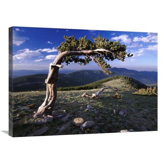 24 x 32 in. Bristlecone Pine, Mt Evans, Colorado Art Print - Tim Fitzharris