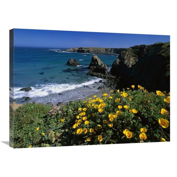 24 x 32 in. California Poppies on Coastal Cliff, Jughandle State Reserve, California Art Print - Tim Fitzharris