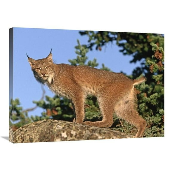 24 x 32 in. Canada Lynx Climbing on Rock, North America Art Print - Tim Fitzharris