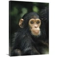 thumbnail image 1 of 24 x 32 in. Chimpanzee Baby Portrait, Gombe Stream National Park, Tanzania Art Print - Gerry Ellis, 1 of 1