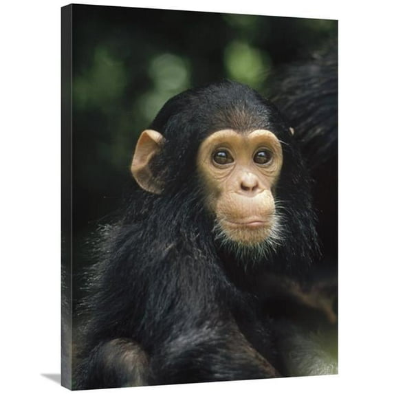 24 x 32 in. Chimpanzee Baby Portrait, Gombe Stream National Park, Tanzania Art Print - Gerry Ellis