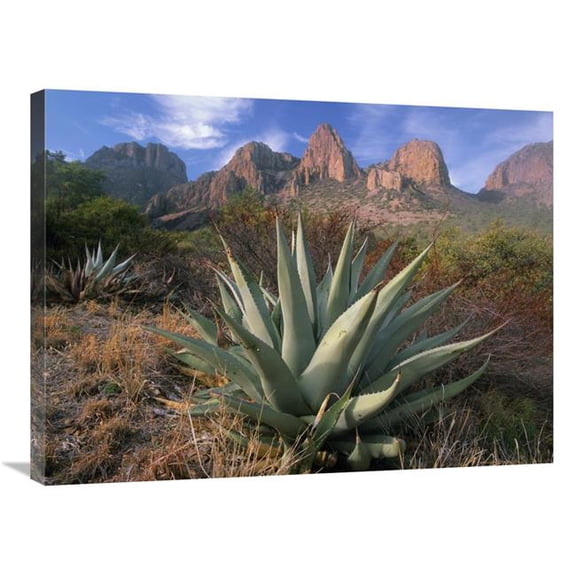 24 x 32 in. Chisos Agave & the Chisos Mountains, Big Bend National Park, Texas Art Print - Tim Fitzharris