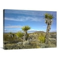 thumbnail image 1 of 24 x 32 in. Cinder Cones, Joshua Tree & Other Desert Vegetation, Mojave National Preserve, California Art Print - Tim Fitzharris, 1 of 1