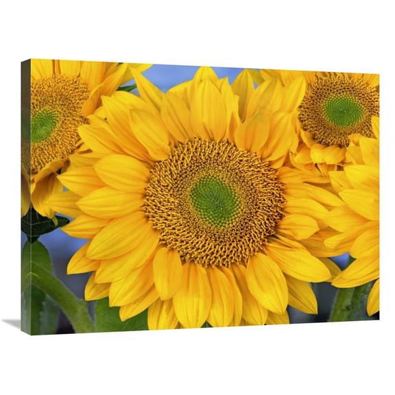 24 x 32 in. Common Sunflower Group Showing Symmetrical Seed Heads, North America Art Print - Tim Fitzharris