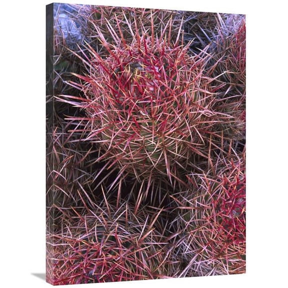 24 x 32 in. Cotton-Top Cactus Detail, Death Valley National Park, California Art Print - Tim Fitzharris
