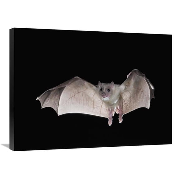 24 x 32 in. Egyptian Fruit Bat Flying, Michigan Art Print - Steve Gettle