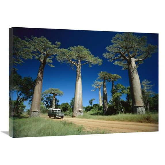24 x 32 in. Grandidiers Baobab Trees Beside Road, Madagascar Art Print - Konrad Wothe