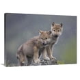 thumbnail image 1 of 24 x 32 in. Gray Wolf Pups in Light Snowfall, North America Art Print - Tim Fitzharris, 1 of 1