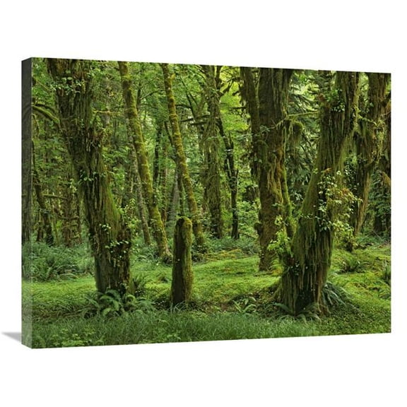 24 x 32 in. Hoh Rainforest, Olympic National Park, Washington Art Print - Tim Fitzharris
