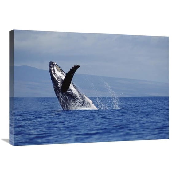 24 x 32 in. Humpback Whale Breaching, Maui, Hawaii Art Print - Flip Nicklin