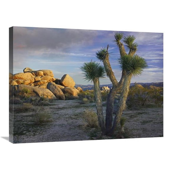 24 x 32 in. Joshua Tree & Boulders, Joshua Tree National Park, California Art Print - Tim Fitzharris