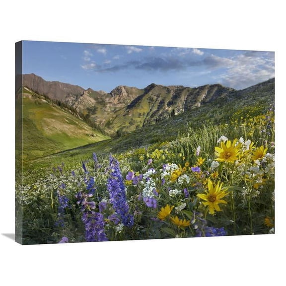 24 x 32 in. Larkspur & Sunflowers, Albion Basin, Wasatch Range, Utah Art Print - Tim Fitzharris