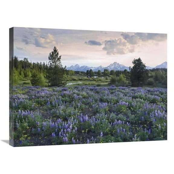 24 x 32 in. Lupine Meadow, Grand Teton National Park, Wyoming Art Print - Tim Fitzharris