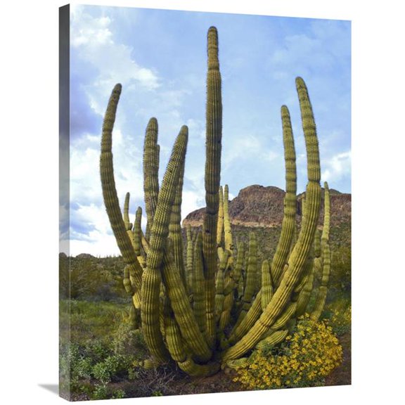 24 x 32 in. Organ Pipe Cactus Arizona Art Print - Tim Fitzharris