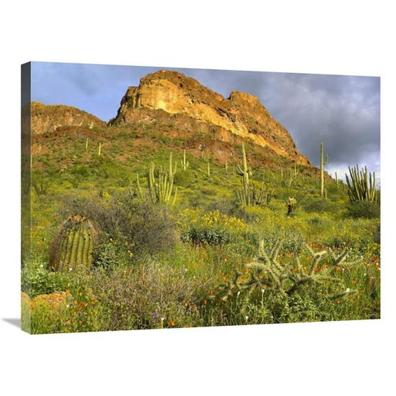 24 x 32 in. Organ Pipe Cactus Organ Pipe Cactus National Monument, Sonoran Desert, Arizona Art Print - Tim Fitzharris