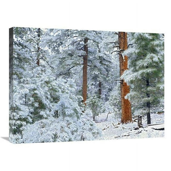 24 x 32 in. Ponderosa Pine Forest in Snow, Grand Canyon National Park, Arizona Art Print - Tim Fitzharris