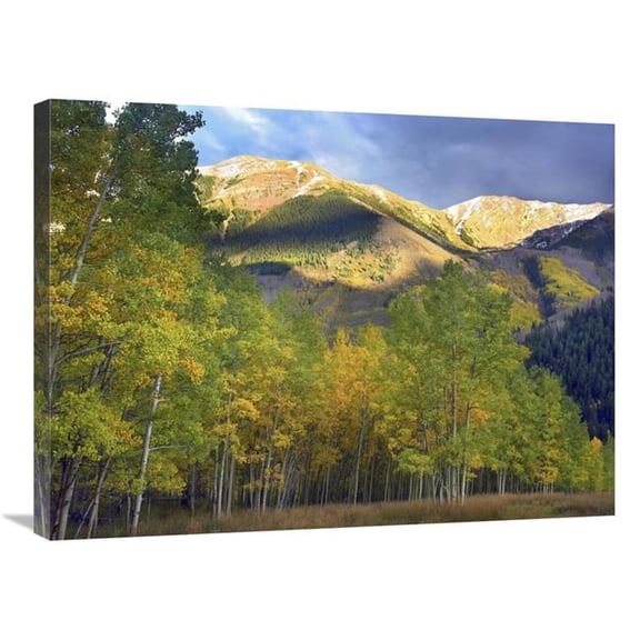24 x 32 in. Quaking Aspen Trees & Highland Peak, Colorado Art Print - Tim Fitzharris