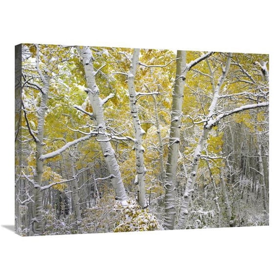 24 x 32 in. Quaking Aspens Near Kebbler Pass, Gunnison National Forest, Colorado Art Print - Tim Fitzharris