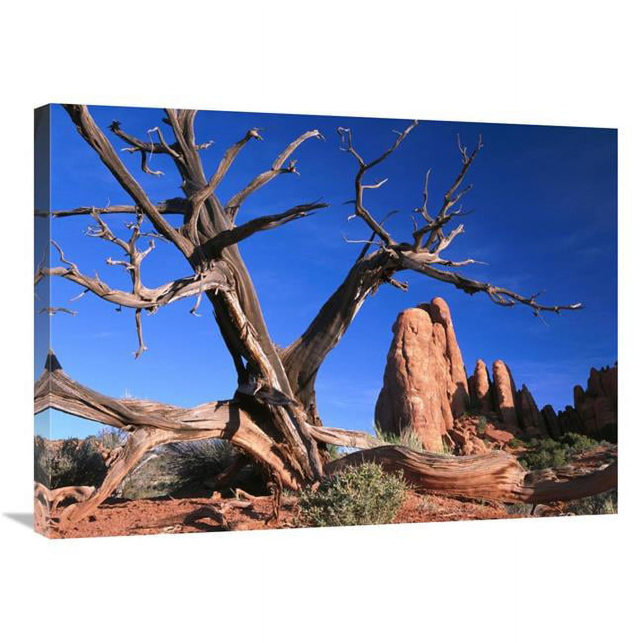 24 x 32 in. Snag At Fiery Furnace Labyrinth, Arches National Park, Utah