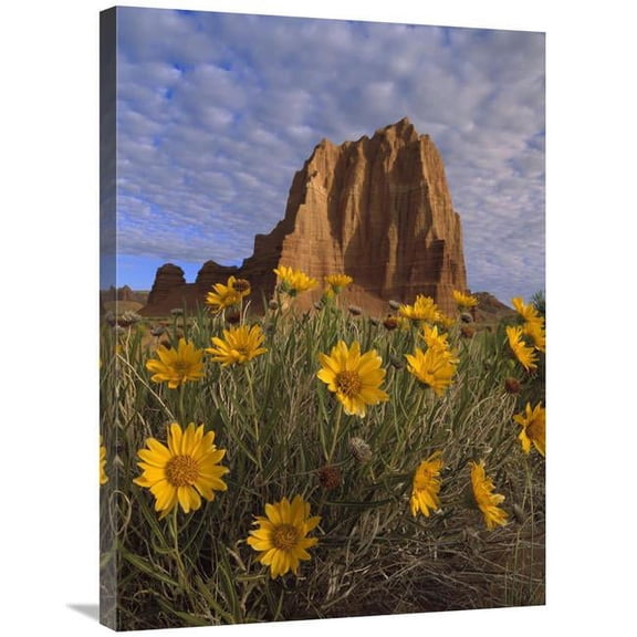24 x 32 in. Temple of the Sun with Sunflowers, Capitol Reef National Park, Utah Art Print - Tim Fitzharris
