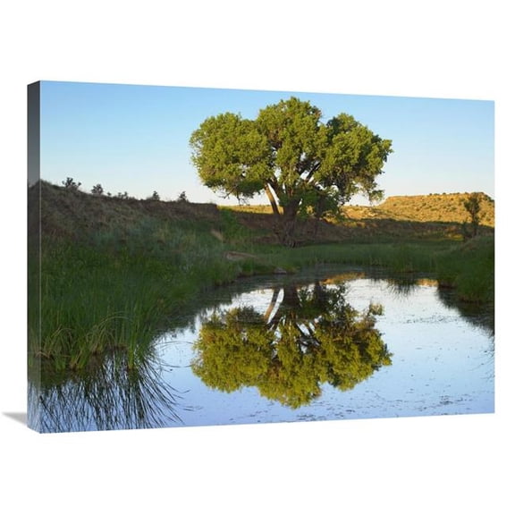 24 x 32 in. Tree Reflecting in Creek Near Black Mesa State Park, Oklahoma Art Print - Tim Fitzharris