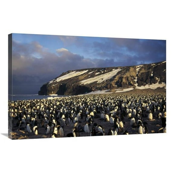 24 x 36 in. Adelie Penguin Dense Colony, Late Summer, Cape Adare, Antarctica Art Print - Tui De Roy