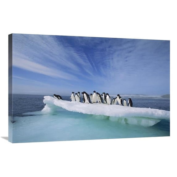24 x 36 in. Adelie Penguin Group Crowding on Melting Summer Ice Floe, Possession Island, Ross Sea, Antarctica Art Print - Tui De Roy