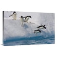 thumbnail image 1 of 24 x 36 in. Adelie Penguin Group Jumping & Diving Off Iceberg Into Cold Water, Paulet Island, Antarctica Art Print - Suzi Eszterhas, 1 of 1