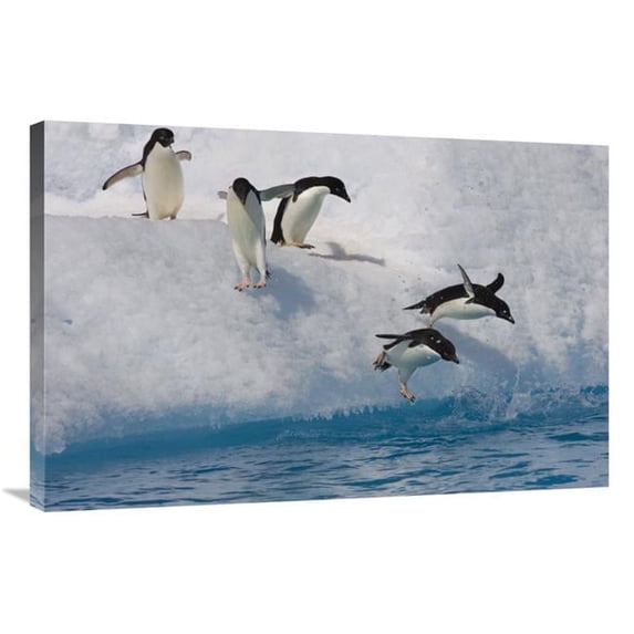 24 x 36 in. Adelie Penguin Group Jumping & Diving Off Iceberg Into Cold Water, Paulet Island, Antarctica Art Print - Suzi Eszterhas