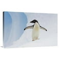thumbnail image 1 of 24 x 36 in. Adelie Penguin on Iceberg, Paulet Island, Antarctica Art Print - Suzi Eszterhas, 1 of 1