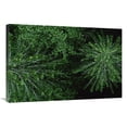 thumbnail image 1 of 24 x 36 in. Aerial VIew of Douglas Fir Canopy, Wind River, Washington Art Print - Mark Moffett, 1 of 1