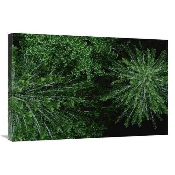 24 x 36 in. Aerial VIew of Douglas Fir Canopy, Wind River, Washington Art Print - Mark Moffett