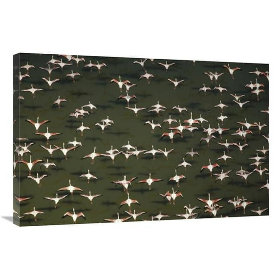 24 x 36 in. Aerial View of A Mixed Flock of Lesser Flamingo Group Kenya, Africa Art Print - Tim Fitzharris