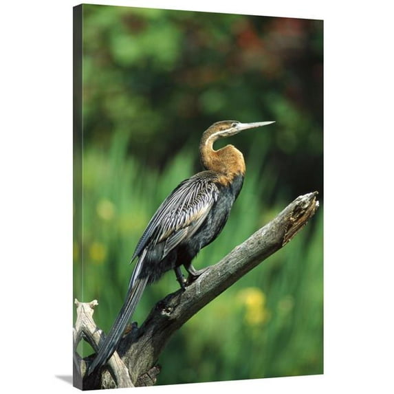 24 x 36 in. African Darter Portrait on Perch, Native to Africa Art Print - San Diego Zoo