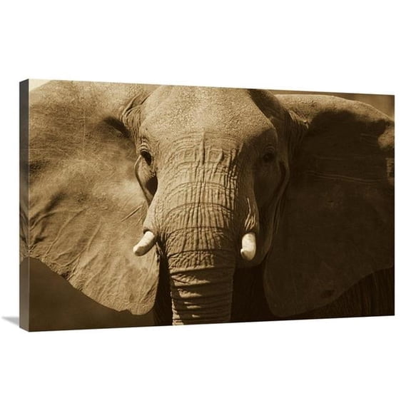 24 x 36 in. African Elephant Close Up, Amboseli National Park, Kenya - Sepia Art Print - Gerry Ellis