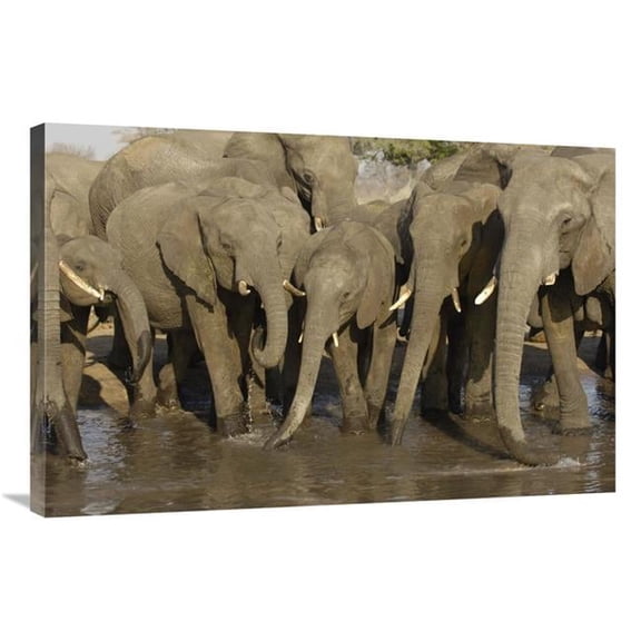 24 x 36 in. African Elephant Herd At Watering Hole, Africa Art Print - Pete Oxford