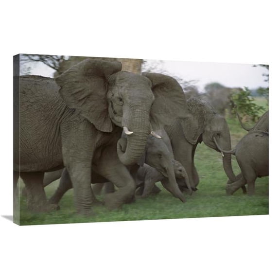 24 x 36 in. African Elephant Herd Running, Linyanti Swamp, Botswana Art Print - Gerry Ellis