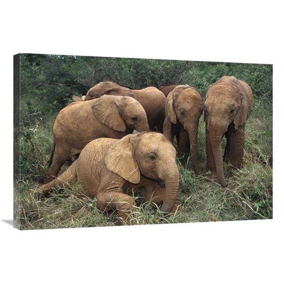 24 x 36 in. African Elephant Juveniles, Nairobi National Park, Kenya Art Print - Gerry Ellis