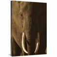 thumbnail image 1 of 24 x 36 in. African Elephant Male Portrait with Long Tusks, Kenya Art Print - Tim Fitzharris, 1 of 1