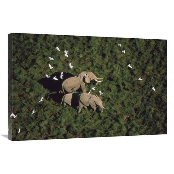 24 x 36 in. African Elephant Parents & Two Calves with Cattle Egret Flock, Kenya Art Print - Tim Fitzharris