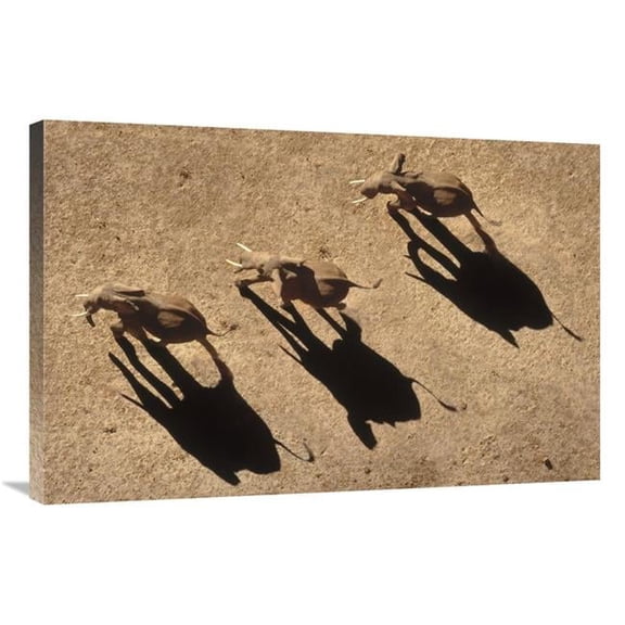 24 x 36 in. African Elephant Trio Aerial with Shadows, Africa Art Print - Tim Fitzharris