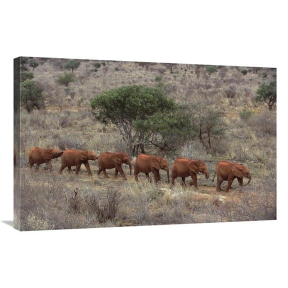 24 x 36 in. African Elephant Young Orphans, Tsavo East National Park, Kenya Art Print - Gerry Ellis