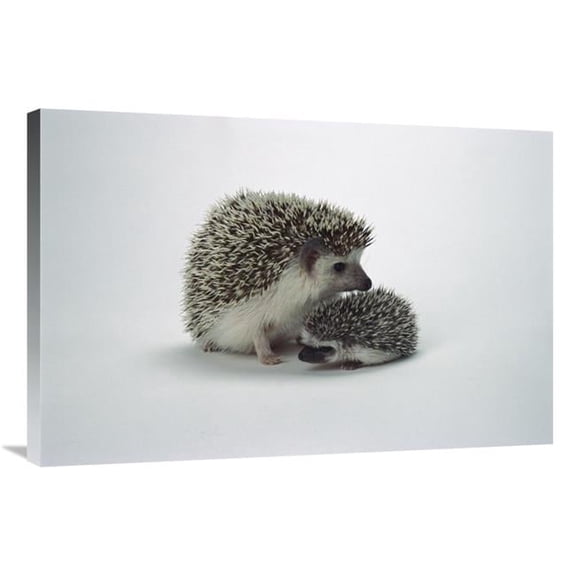 24 x 36 in. African Hedgehog Baby & Mother, Native to Africa Art Print - San Diego Zoo